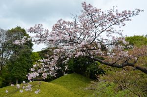Cherry blossoms in Korakuen Garden, Tokyo